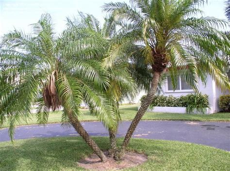 Robellini Palm Tree Near Me Satisfy Forum Slideshow