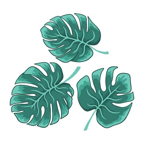 Colección gratuita de ilustraciones de monstera sobre fondo blanco