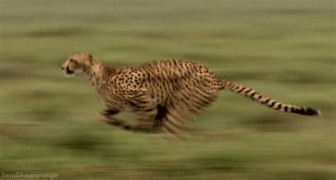 Cheetah Running Gif