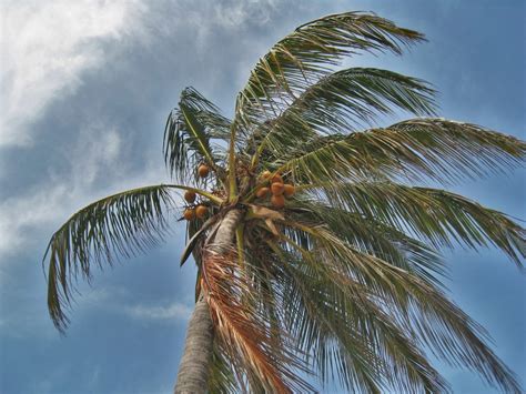 Free Images Sea Nature Branch Sky Sunlight Leaf Flower Wind