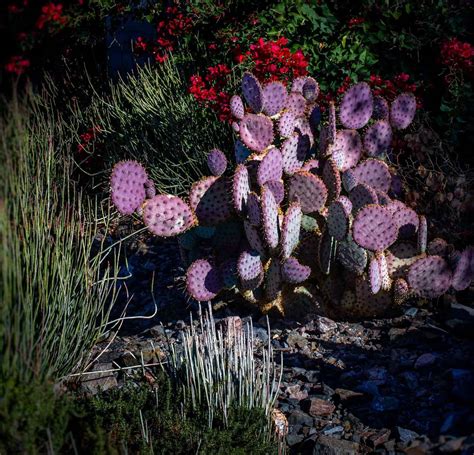 Purple Prickly Pear A Z Animals