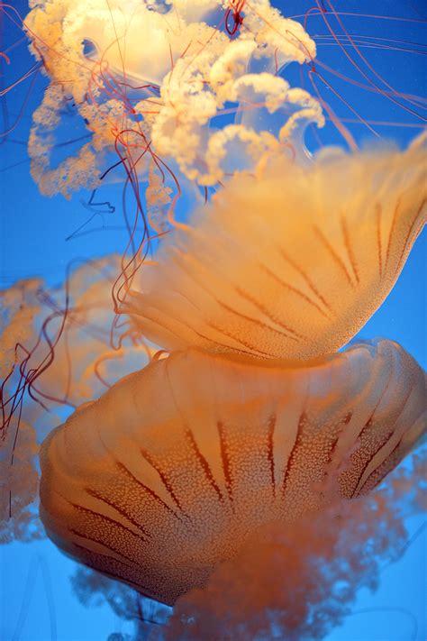 13 Remarkable Species Of Jellyfish At The Monterey Aquarium