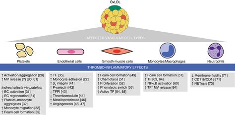 Oxidized Lowdensity Lipoprotein In Inflammationdriven Thrombosis