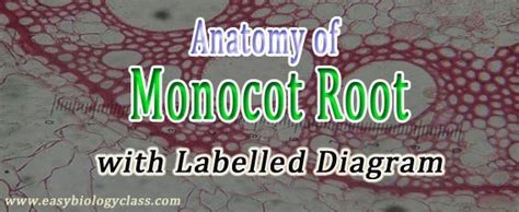 Monocot Root Diagram | EasyBiologyClass