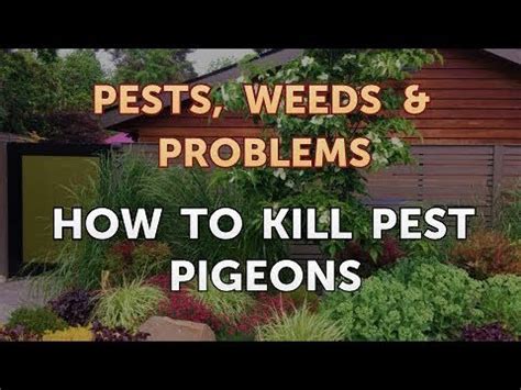 How To Kill Pest Pigeons Youtube