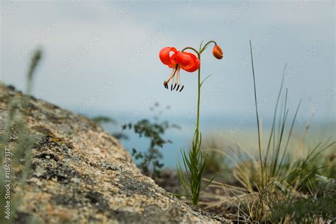 Lilium Martagon Stock Photo | Adobe Stock