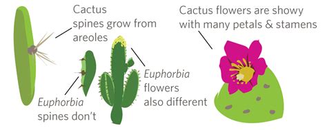 What Are The Parts Of The Cactus