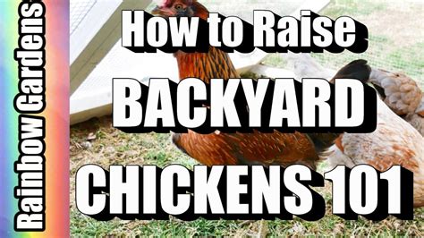 How To Raise Backyard City Chickens For Eggs Breed Selection