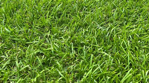 Fertilizing Centipede Grass Tips And Products