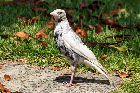 Birds Of Australia