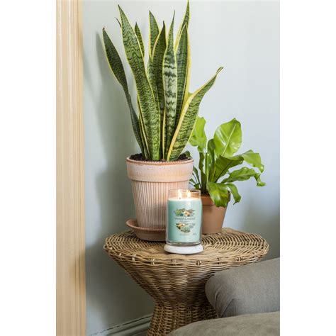 Yankee Candle Duftkerze Im Glas Gro Aloe Agave Kerze Mit Brenn