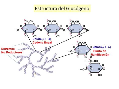 Metabolismo del Glucógeno