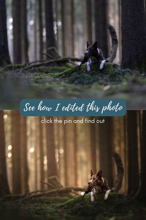 Free Editing In Depth Tutorial Pet Photography Course In 2024 Pet