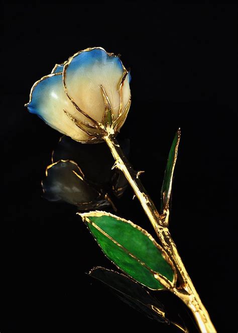 Gold Rose Gold Trimmed Rose