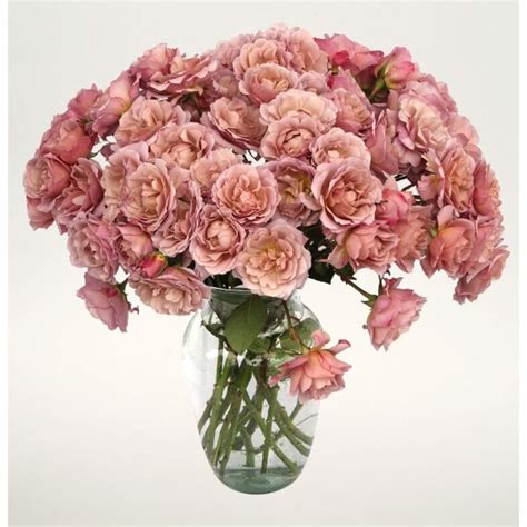 Wabara Ioli Spray Roses Wedding Roses Direct