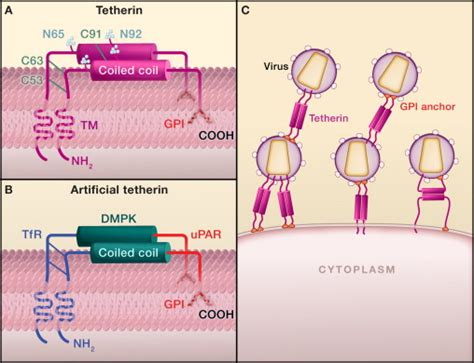 Tetherin Is As Tetherin Does Cell