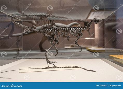 Dinosaur Fossils editorial photography. Image of fossil - 47400627