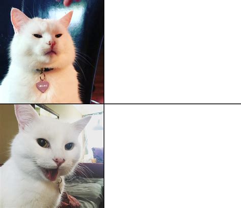 Cat Memes Template