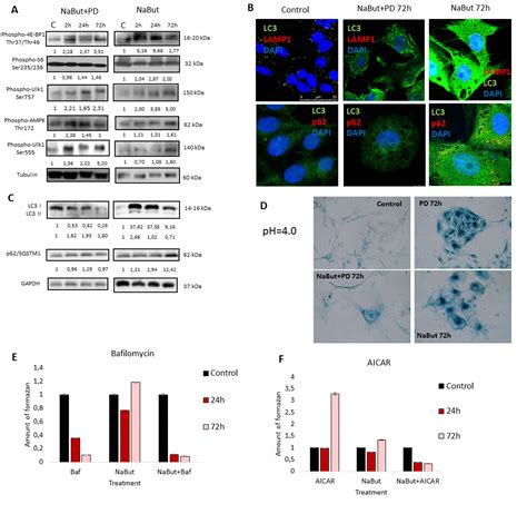 Targeted Elimination Of Senescent Ras Transformed Cells By Suppression