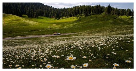 Read Explore Gulmarg Flowers With Tripnomadic Tripnomadic