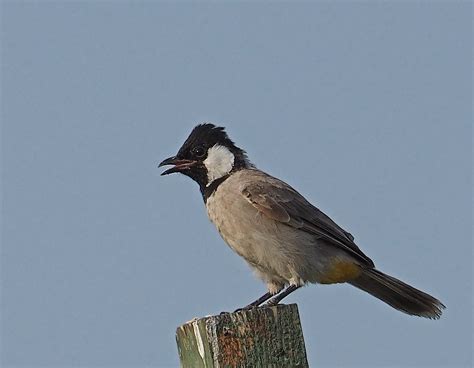 Details White Eared Bulbul Birdguides