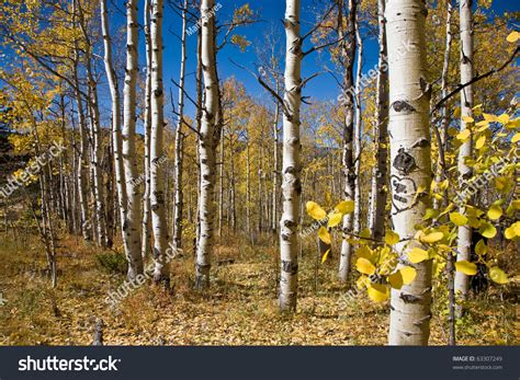 Colorado Aspen Leaves Fall Stock Photo 63307249 | Shutterstock