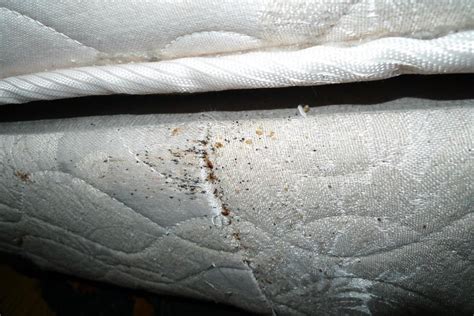 What Good Is A Bed Bug Mattress Cover