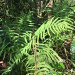 Thelypteris Kunthii Southern Shield Fern Naturescapes Of Beaufort SC