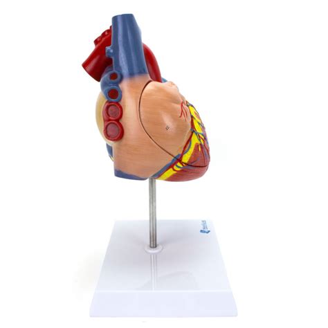 Coração Ampliado 2 Vezes 4 Partes Mogiglass Anatomia E Simulação