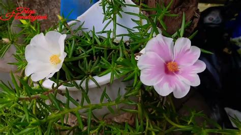 Giant Portulaca Grandiflora Krokot Besar YouTube