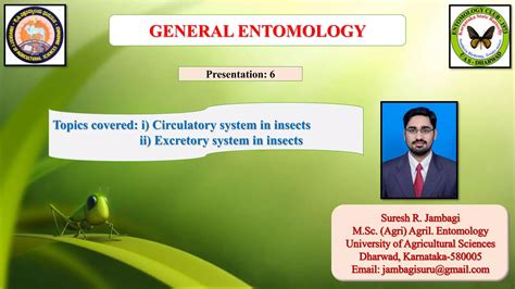 Circulatory And Excretory System In Insect Ppt