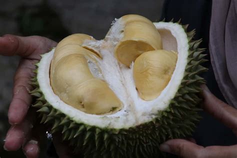 How To Grow Durian Fruit From Seed To Harvest How This Guide Helps