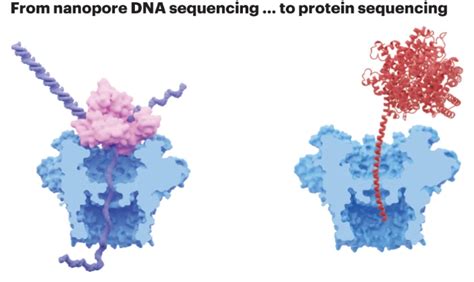 纳米人 Nature Chem：纳米孔dna测序技术的发展以及单分子蛋白基因组学的应用