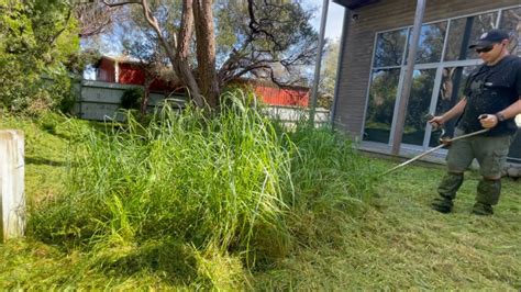 Embarrassing Overgrown Yard With Hip High Grass Gets Huge Makeover Youtube