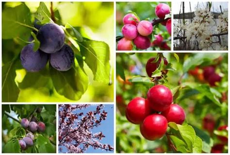 6 USDA Zone 4 Plum Tree Varieties For Reliable Harvests