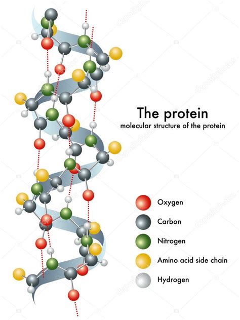 Estructura Molecular De La Proteína Vector De Stock 65937255 De ©rob3000