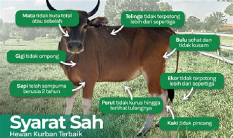 Mendekati Hari Qurban Atau Raya Idul Adha Berikut Ini Syarat Dan Jenis