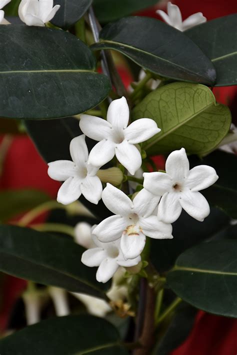 Madagascar Jasmine - Buchanan's Native Plants