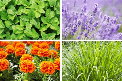 8 Plants That Repel Mosquitoes Naturally Garden