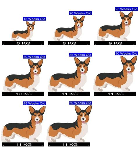 Pembroke Welsh Corgi Growth Chart. Pembroke Welsh Corgi Weight Calculator.