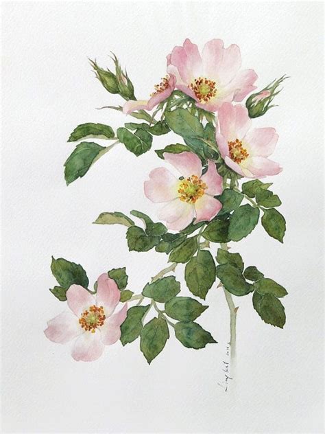 Arte Floreale Stampa Rosa Canina Rosa Canina Disegno Di Fiori