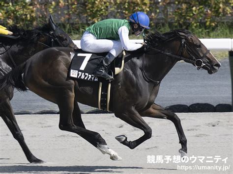 スワーヴシャルル競走馬2016年産 成績｜地方競馬予想のウマニティ