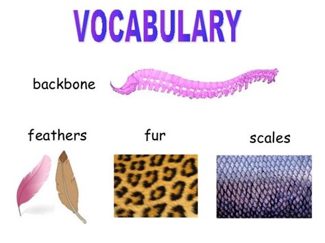 Animals Basic Classification