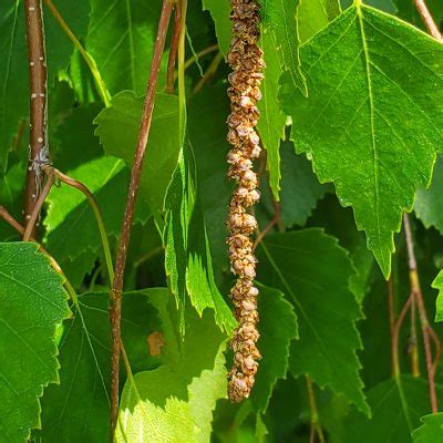 White Birch AWES Agroforestry And Woodlot Extension Society Of Alberta