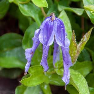 Spring Hill Nurseries Neptune Catmint Nepeta Dormant Bare Root