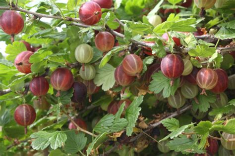 Captivator Gooseberry Heritage Fruit Trees