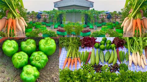 Massive Harvesting From My Rooftop Organic Vegetable Garden Harvesting