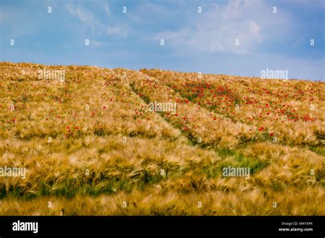 kornfield  res stock photography  images alamy