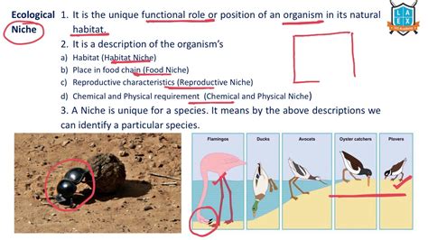 Ecological Niche Definition, Types Examples Video Lesson, 53% OFF