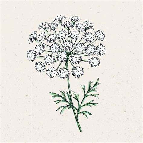 Jora Dahl Ammi Majus Queen Annes Lace 1 Package Bloomling